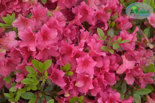 Azalia japońska Michiko